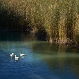 Patos en el río Segura.